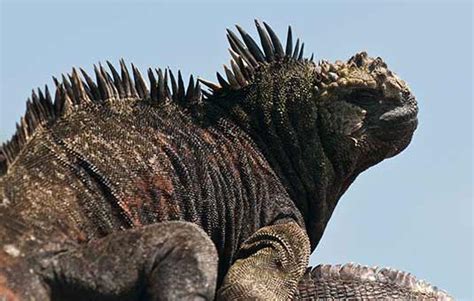 Los Reptiles De Las Galápagos