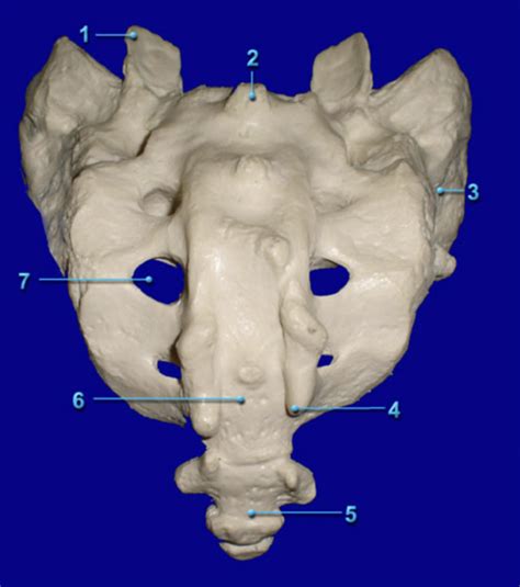 SACRUM AND COCCYX Diagram Quizlet