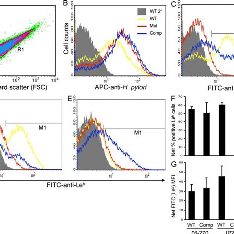 Le Phenotypes Of H Pylori Single Colonies Isolated From Wild Type And