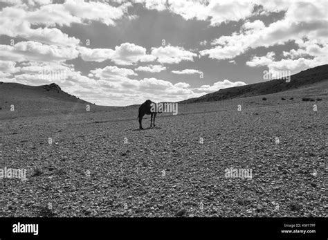 Camel in the desert Black and White Stock Photos & Images - Alamy