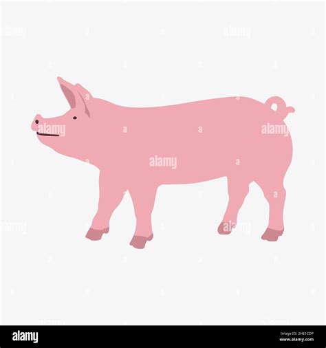 Vector illustration of a pig on white background Stock Vector Image ...