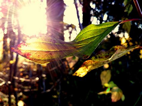 Free Images Tree Nature Forest Outdoor Branch Light Plant