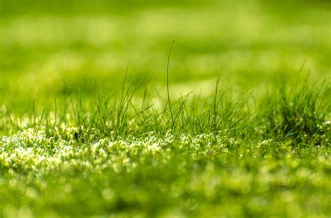 Green Grass Free Stock Photo - Public Domain Pictures