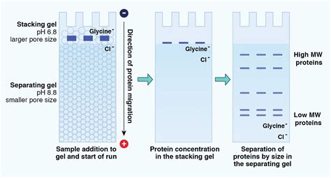 Proteins Analysis Using Polyacrylamide Gel Electrophoresis Page