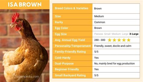 brown chickens