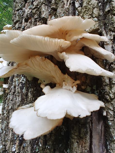 Kentucky mushrooms | Morel Mushrooms and Mushroom Hunting