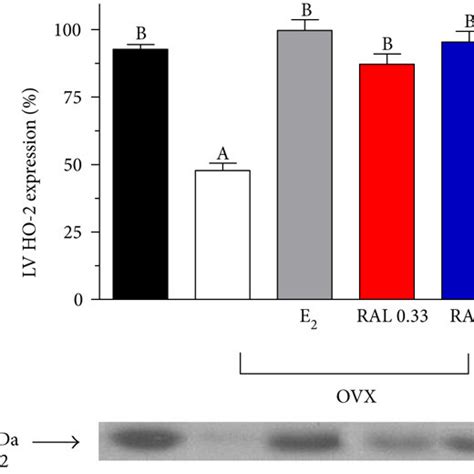 Heme Oxygenase 1 And Heme Oxygenase 2 Expression In The Cardiac Left