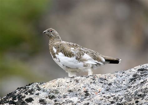 Alaska State Bird Facts