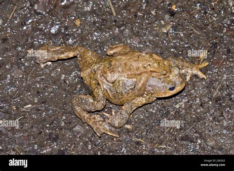 Crapaud Commun Bufo Bufo Amplexus Banque De Photographies Et Dimages à