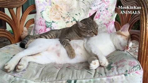 Pussy Licking Pussy YouTube