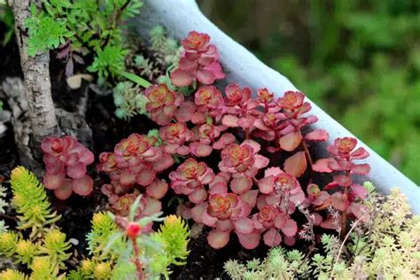 Les Plantes Grasses Feuilles Rouges Qui Vont Transformer Votre