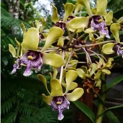 Jual Anggrek Dendrobium Violaceoflavens Anggrek Besi Papua Kota