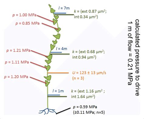 Plant Phloem