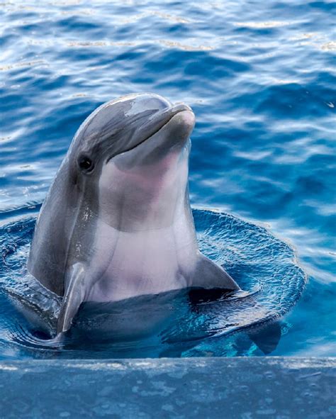 Le dauphin est il un mammifère gentil ou dangereux Débat du jour wk