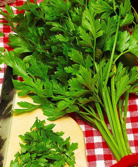 Петрушка Итальянский гигант листовая: семена и саженцы купить | цена 20 ...