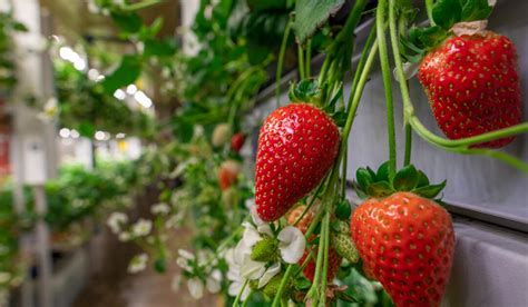 13 Types Of Climbing Fruits Crate And Basket