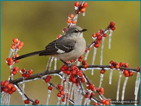 10 Birds That Don't Migrate In Winter | Birds Advice