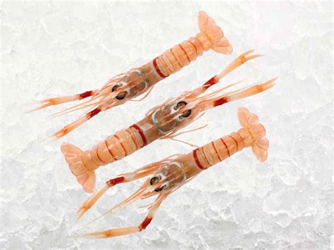 Buy Whole Langoustines Online Wild Langoustines Seafood Delivery