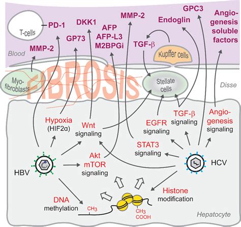 Dysregulation Of Signaling Pathways By Chronic Viral Hepatitis And