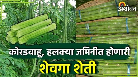 Shevga Farming कमी खर्चात जास्त उत्पन्न देणारा शेवगा शेवगा लागवड