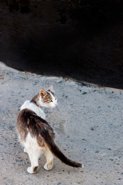 Premium Photo A Frightened Stray Cat Looks Back Cat Is Looking For