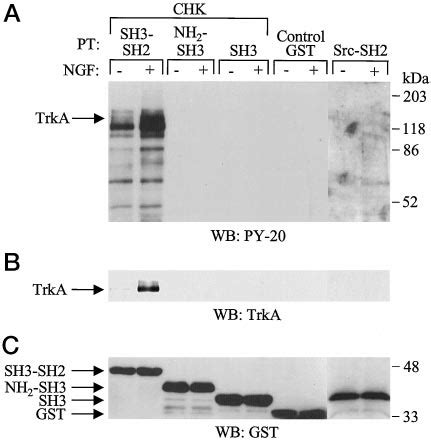 The Chk Sh Domain Specifically Binds To The Activated Trka Receptors