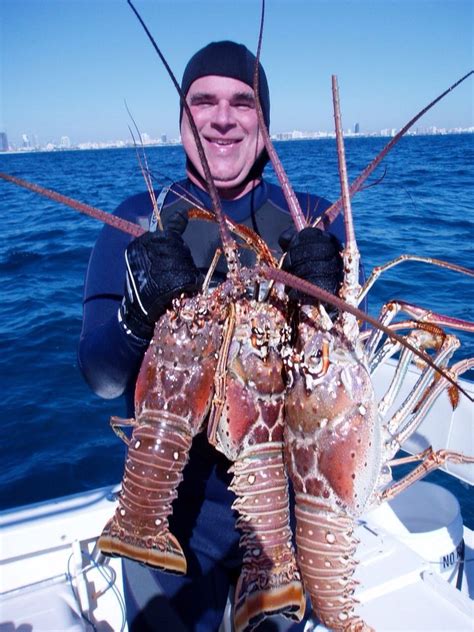 Florida Keys Lobster Season 2024 Rory Elbertina