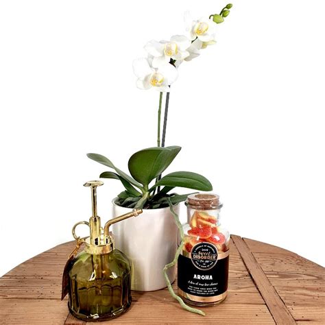 Orchid And Plant Mister T Combo Auckland Wide Delivery