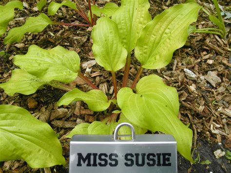 Miss Susie Hosta Hostas Store