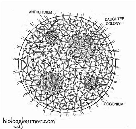 Volvox Labelled Diagram