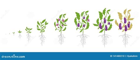 Growth Stages Of Eggplant Plant Vector Illustration Solanum Melongena