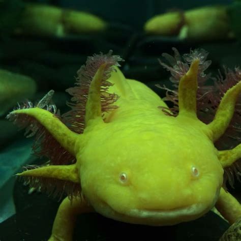 The axolotl is now believed to be extinct in the wild. The axolotl was ...