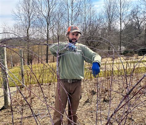 Pruning the Raspberry Bushes - The Martha Stewart Blog