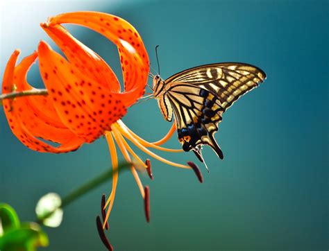 Kostenlose Foto Natur Fl Gel Fotografie Blatt Fr Hling Insekt