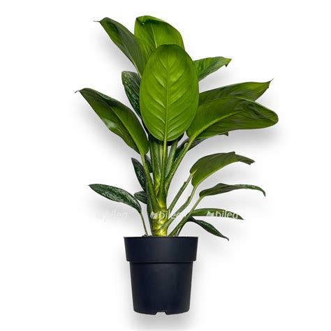 Живые комнатные растения купить, цветы в горшках с доставкой - Pilea