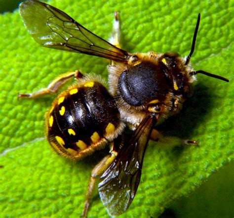 Bee and Wasp Identification: A Quick and Easy Photo Guide - Owlcation