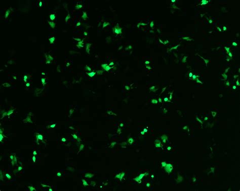 Transfection Protocol Of Adherent Hepg2 Cells 96 Well