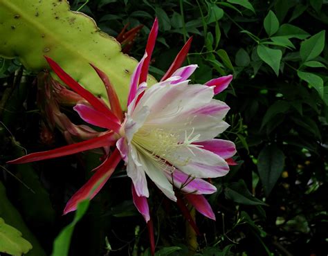 Epiphyllums In My Alphington Spring Garden Epiphyllums In Flickr