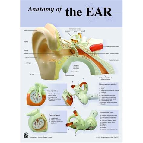 Denoyer Geppert Charts Posters Anatomy Of The Ear Chart Zoro