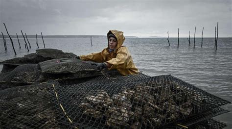 Alerte Les Hu Tres Du Calvados Et De La Manche Interdites D Couvrez