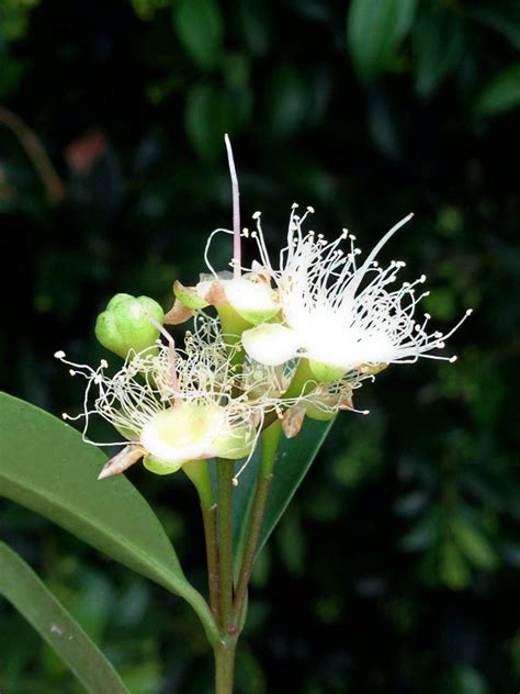 Syzygium Paniculatum Calflora