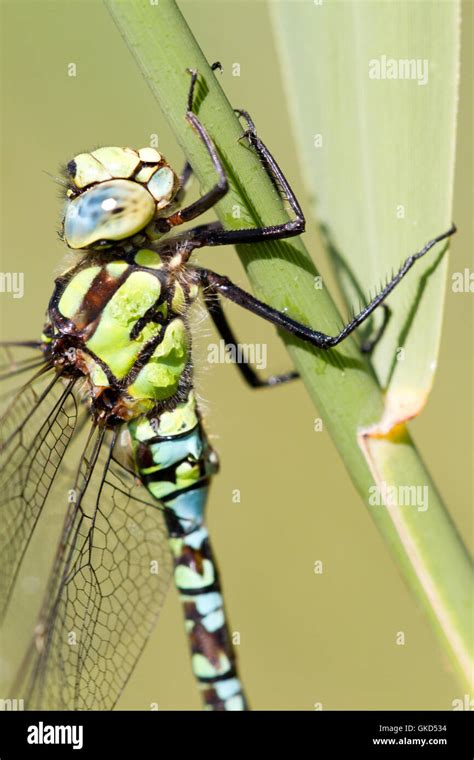 The Southern Hawker Or Blue Hawker Aeshna Cyanea Portrait Stock