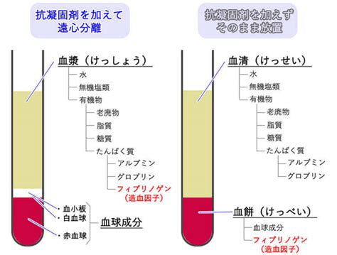 血液検査でよく聞く血漿と血清の違いは何 血液の凝固について