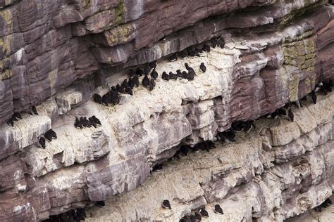 Guillemots Guillemot Colony On Handa Islanda Sutherland Allan Flickr