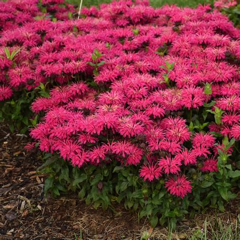 Proven Winners Purple 'leading Lady Razzberry' Bee Balm (monarda) Plant ...
