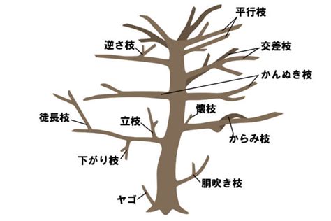 忌み枝が図解でわかる！枝ごとの特徴と剪定方法を詳しく解説｜剪定110番