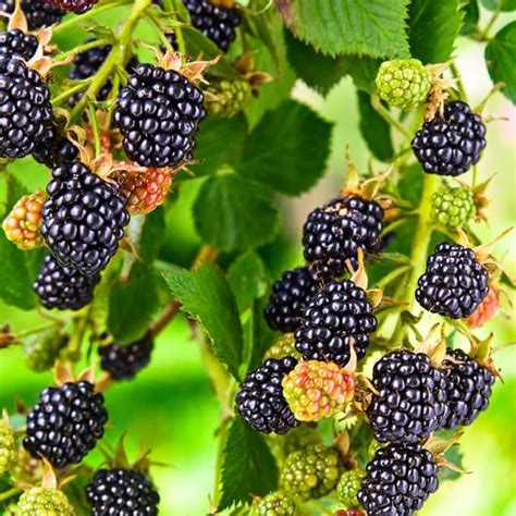 2 Triple Crown Thornless Blackberry Plants Live For