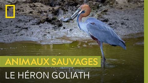 Documentaire Le Héron Goliath Plus Grand Héron Du Monde