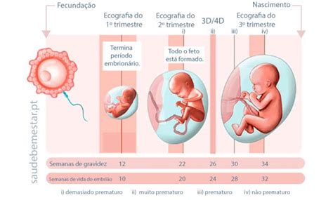 Fases De Desenvolvimento Do Feto Humano