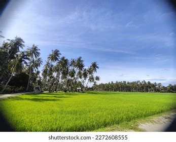 Panorama Kampung Agong Penang Stock Photo 2272608555 | Shutterstock